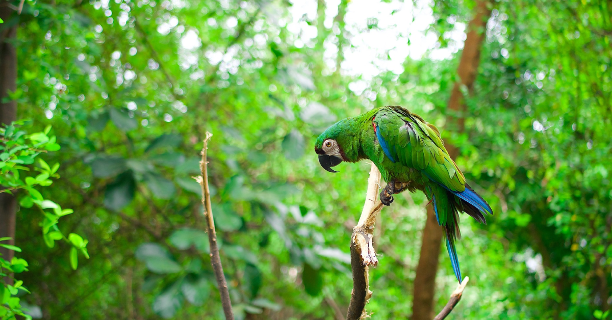 Amazonia Ecuador